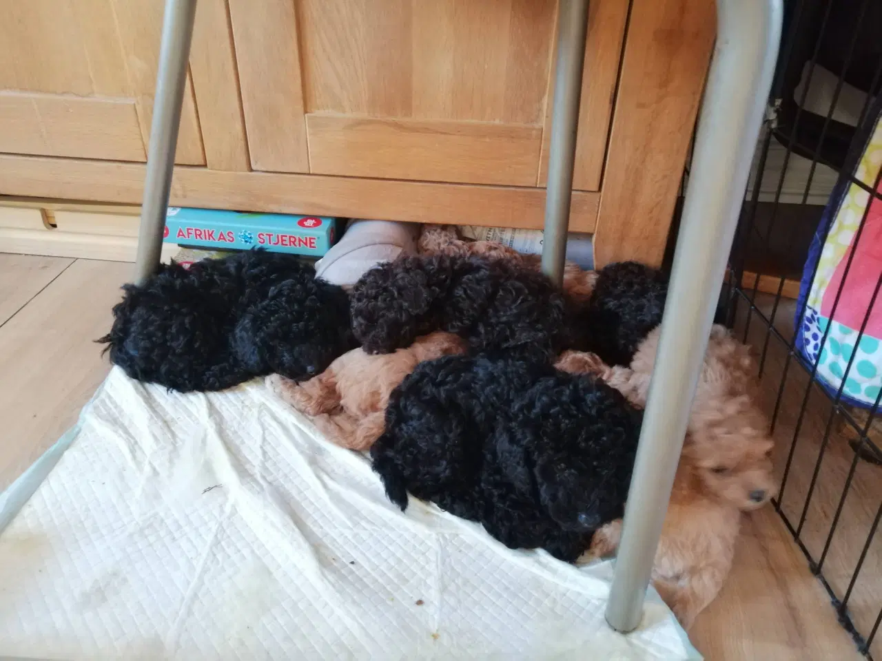 Billede 7 - Dværg puddel hvalpe I vente