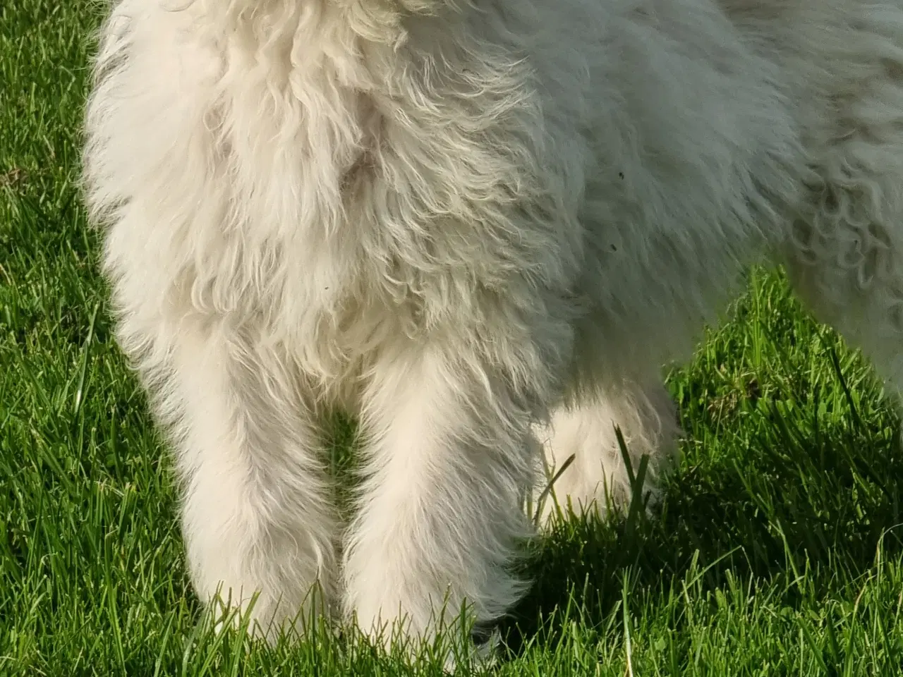 Billede 11 - skønheder Golden doodle hvalpe