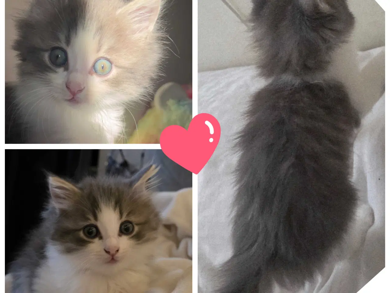 Billede 8 - Killinger mainecoon blandinger