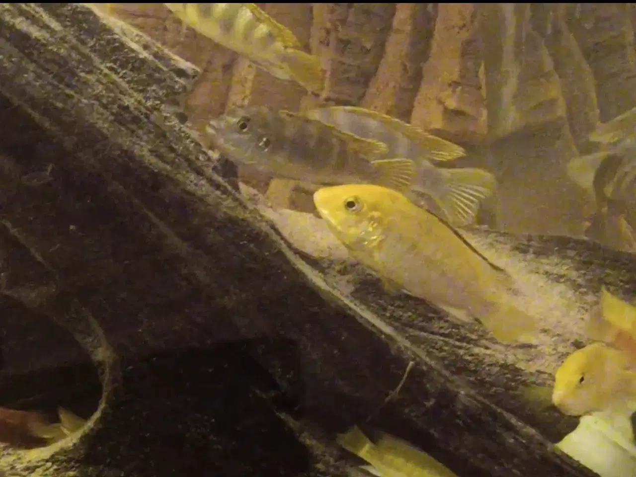 Billede 3 - Avl fra mine flotte  F1 ciclider i smukke nuancer.