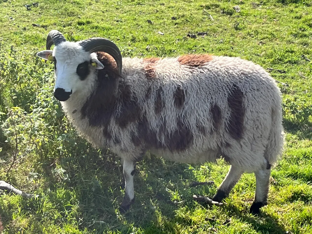 Billede 2 - Vædder og gimmer lam