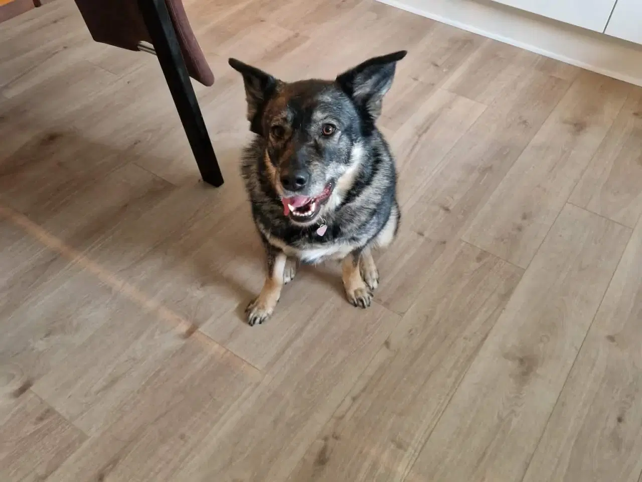 Billede 8 - Smukke, dejlige Tubs søger sit sidste hjem 🏡💞