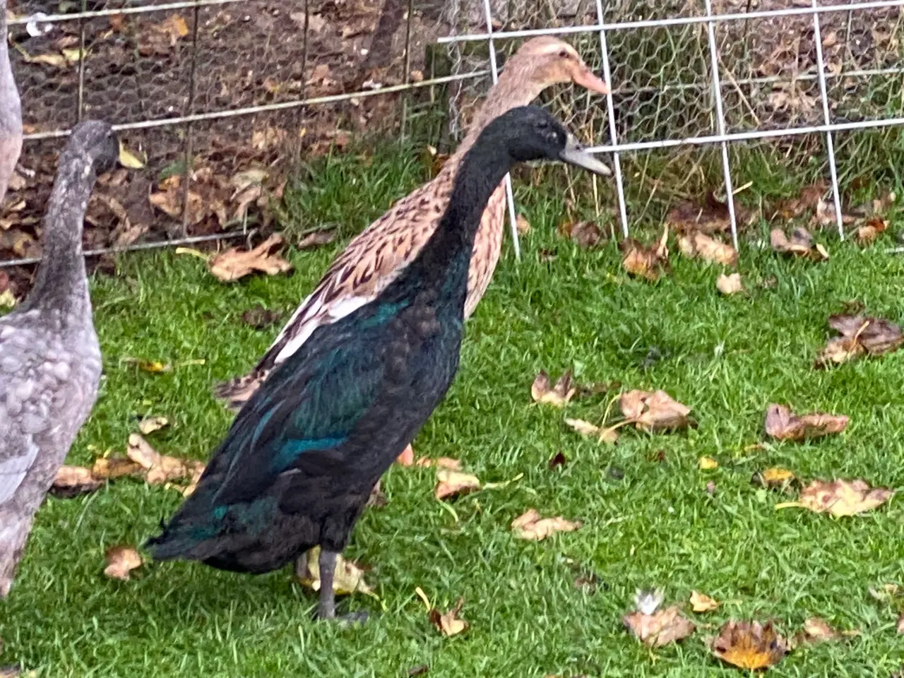 Billede 8 - Løbe ænder