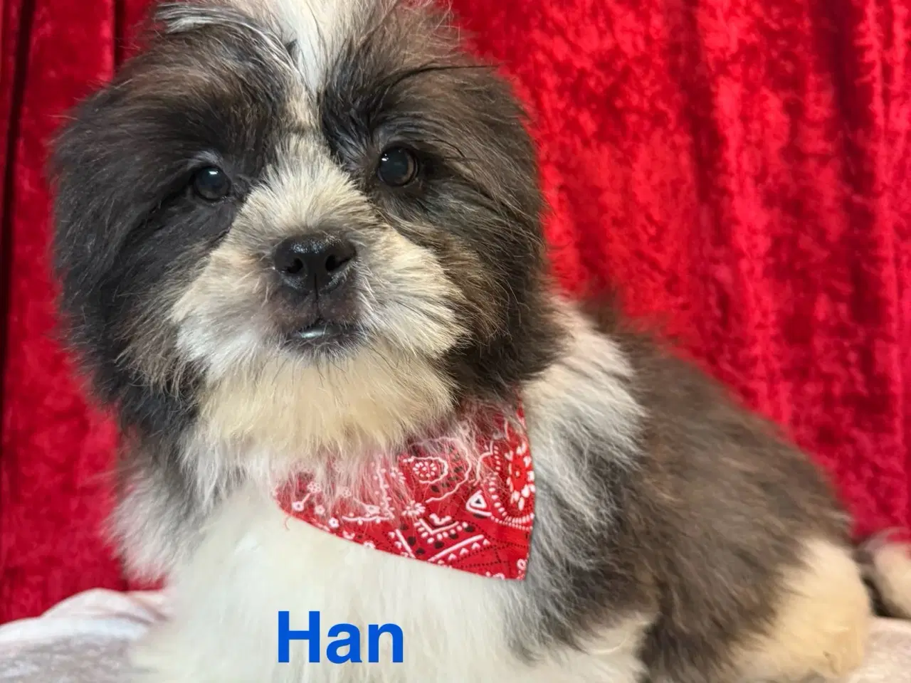 Billede 6 - Rejseklar Shih tzu-mor/ Coton de Tulear-far