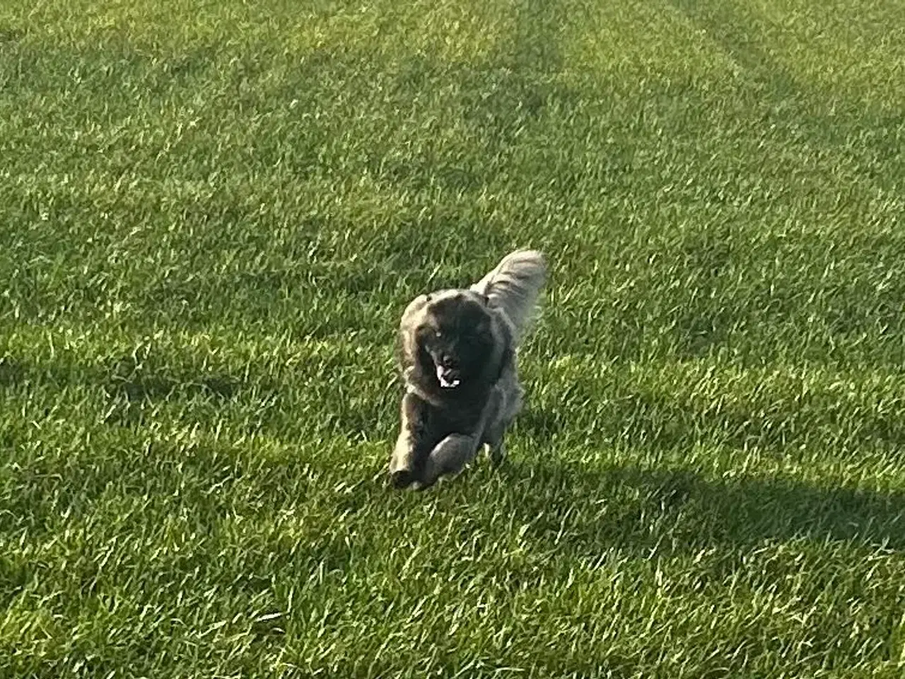 Billede 5 - Euraiser 1 år