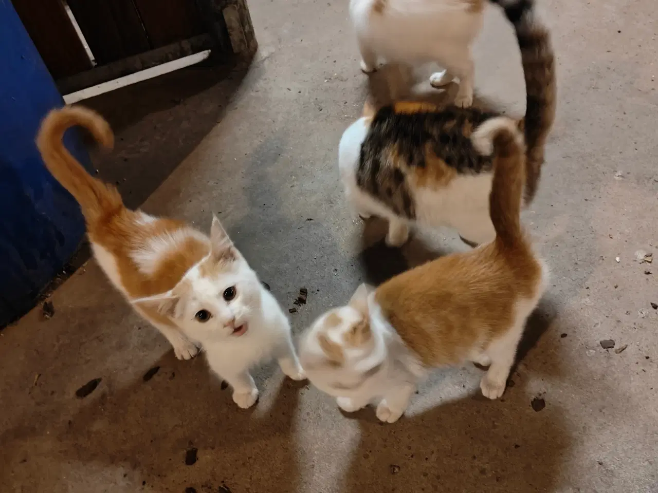 Billede 5 - Katte gives bort