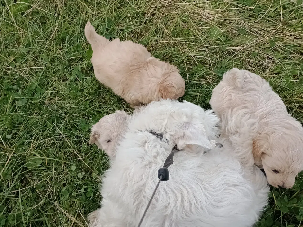 Billede 2 - Maltipoo hvalpe