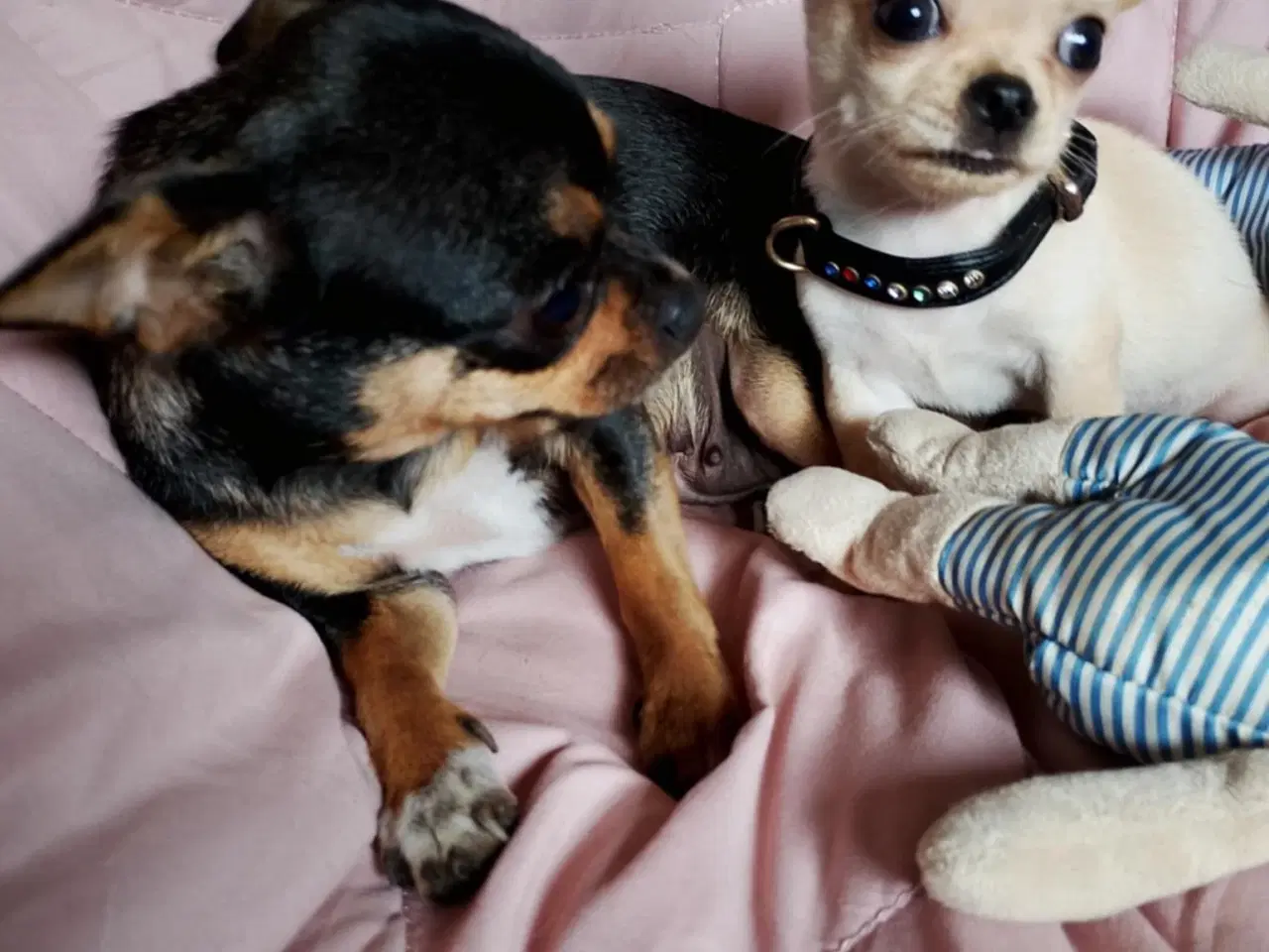 Billede 7 - Skøn chihuahua han mix hvalp