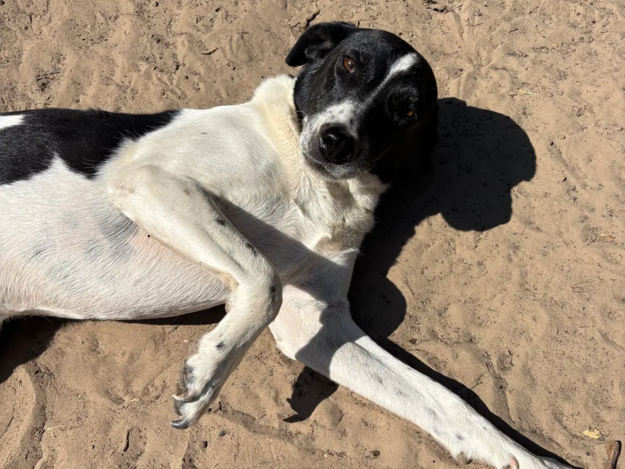 Billede 6 - Wilma til adoption! 🩷