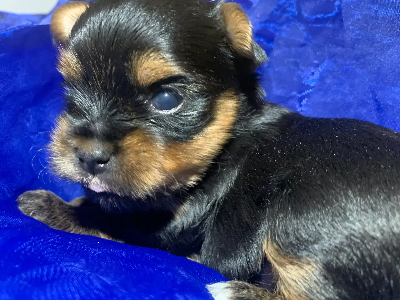 Billede 3 - Yorkshire terrier 