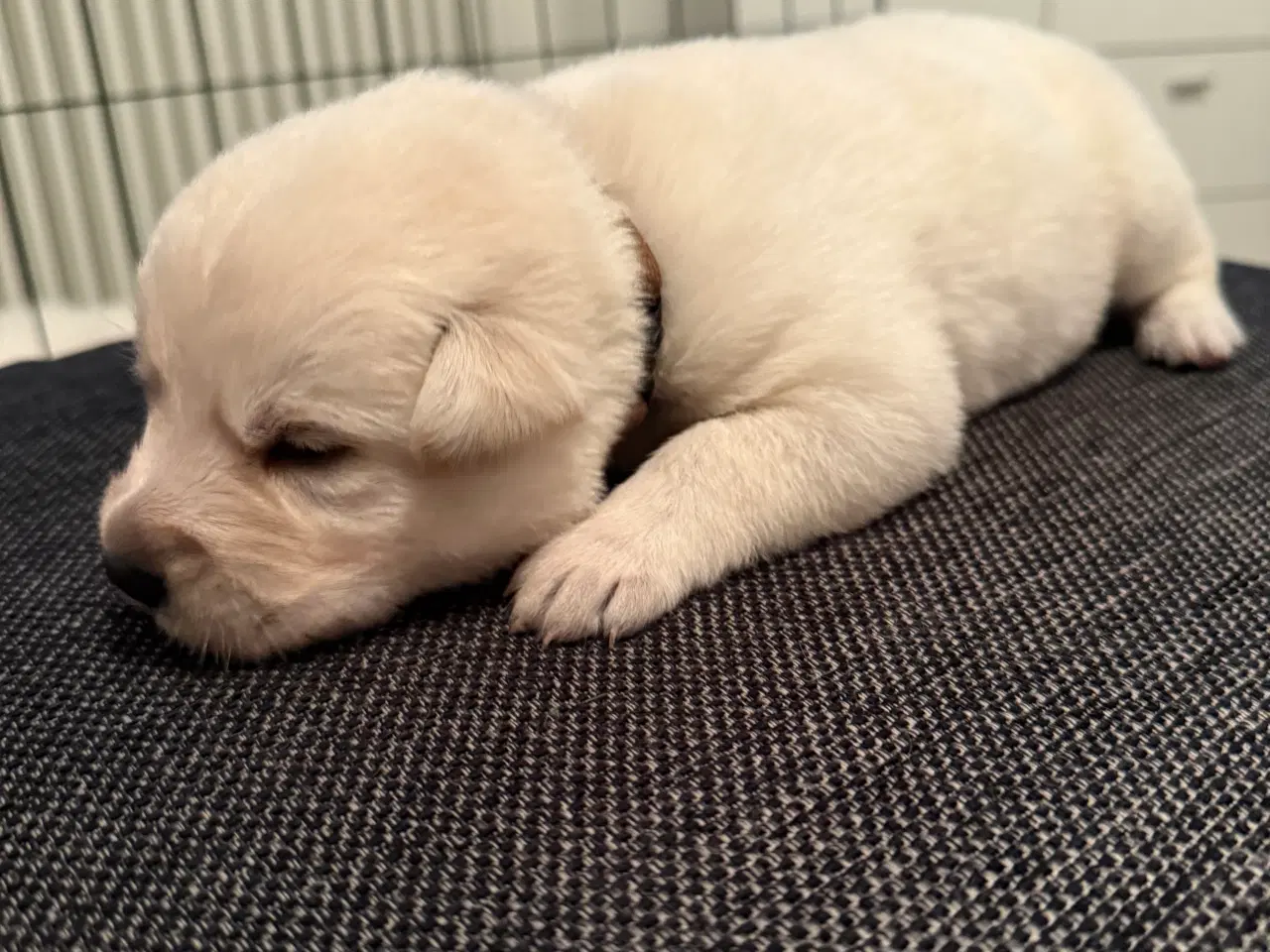 Billede 1 - Ønsker i en blød julegave 3 tilbage