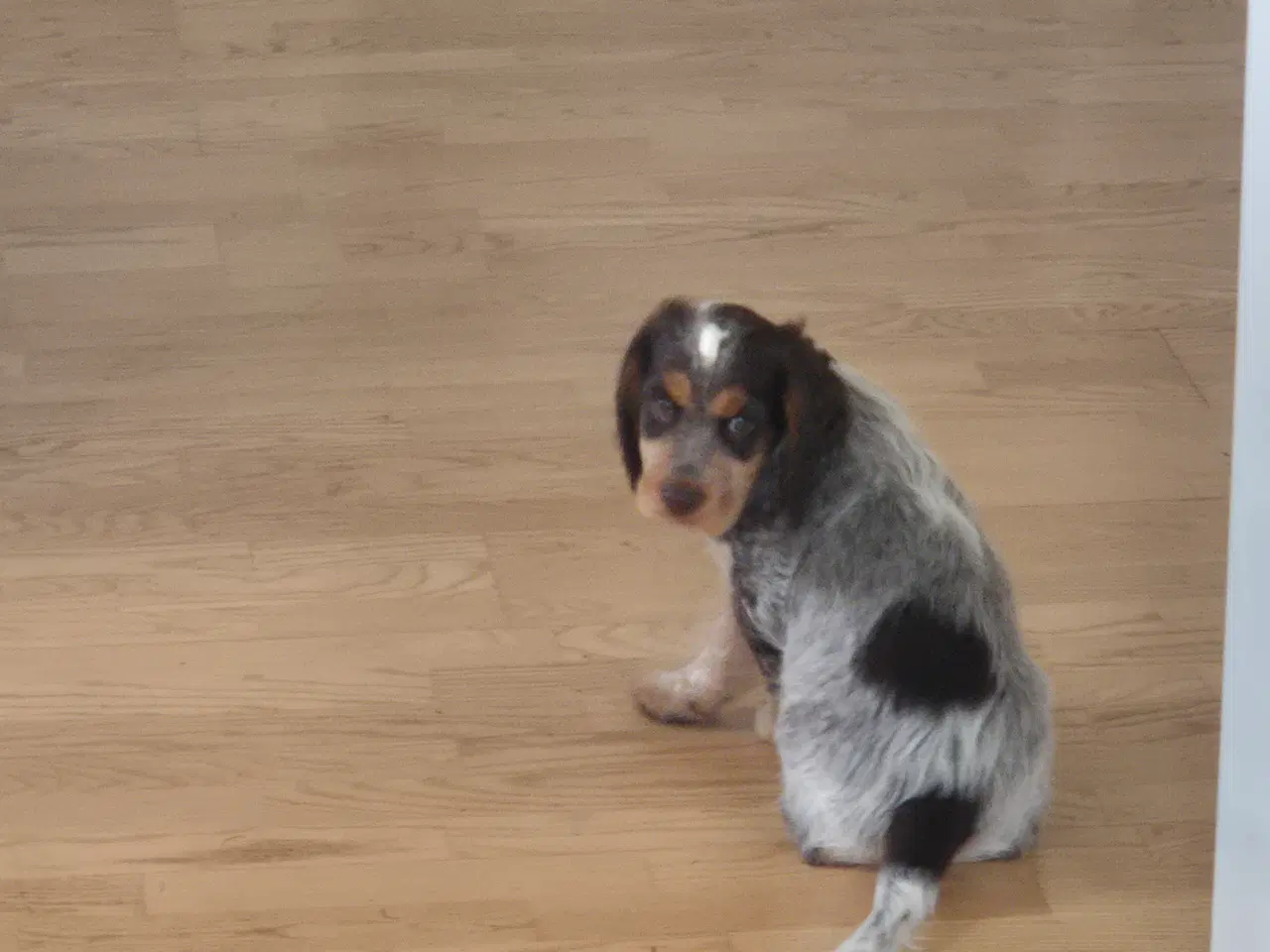 Billede 11 - Ft cocker spaniel 