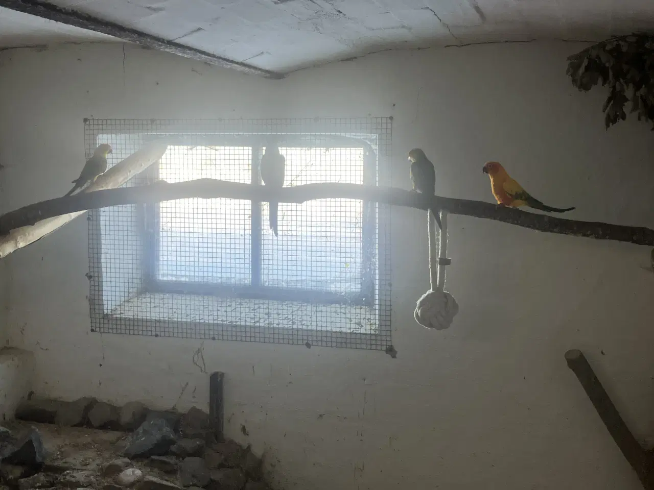 Billede 5 - Solparakitter 