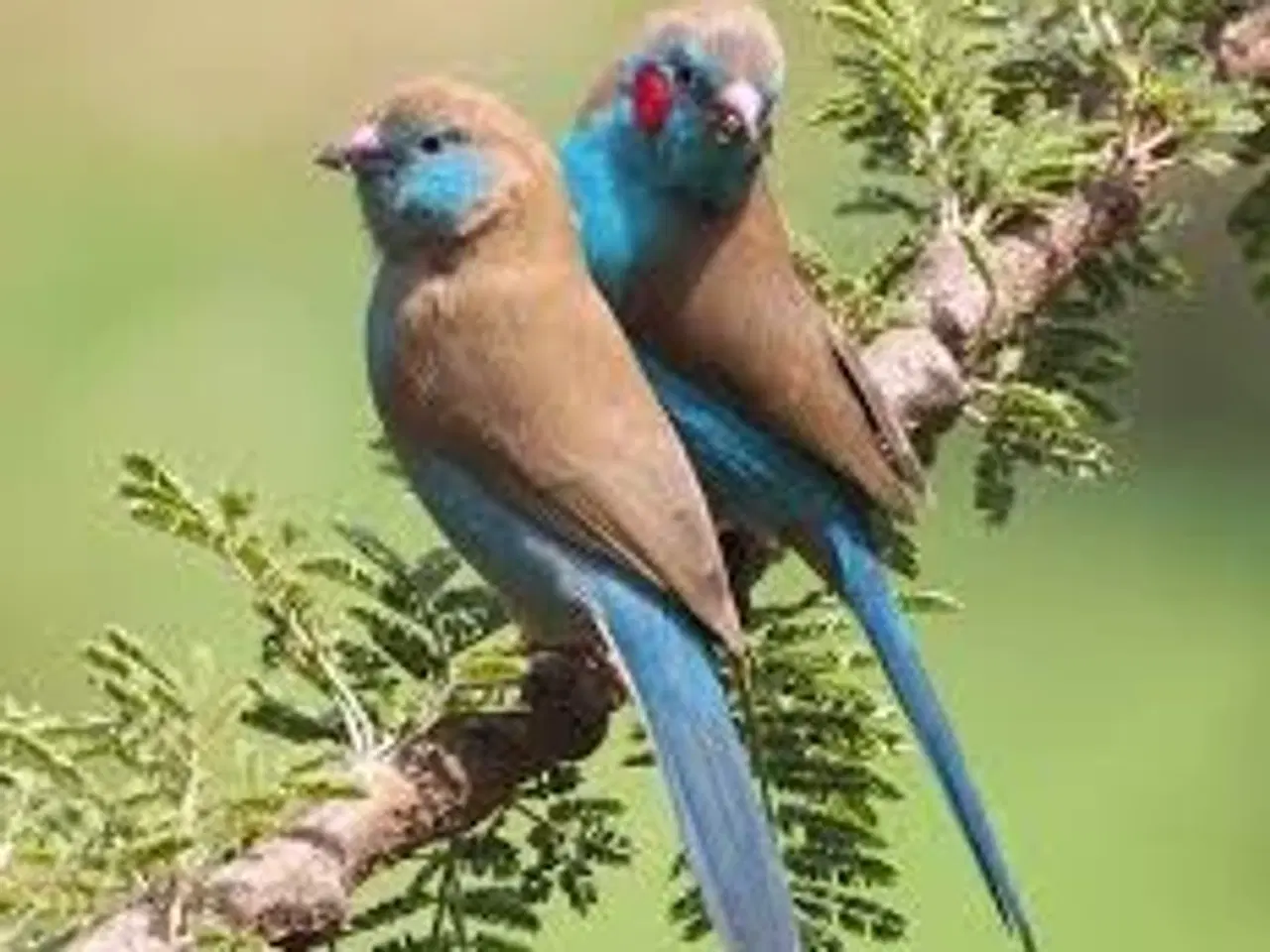 Billede 1 - rødkindet sommerfuglefinke