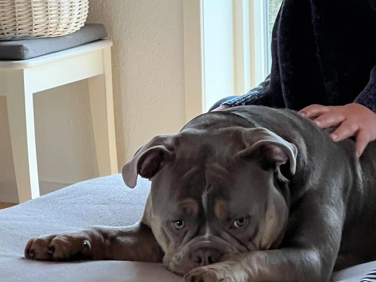 Billede 2 - Old english bulldog