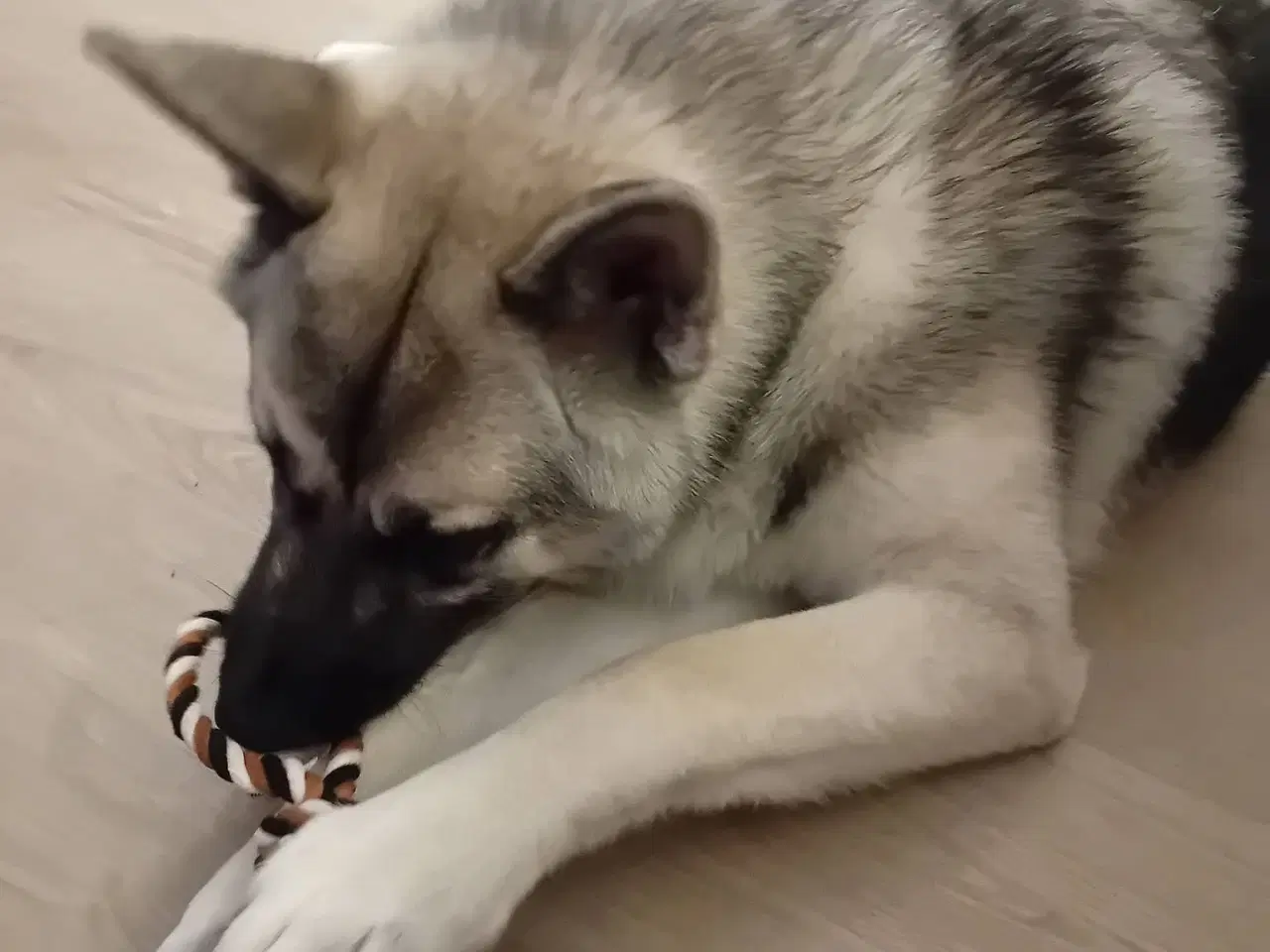 Billede 1 - Coda søger ny hjem 