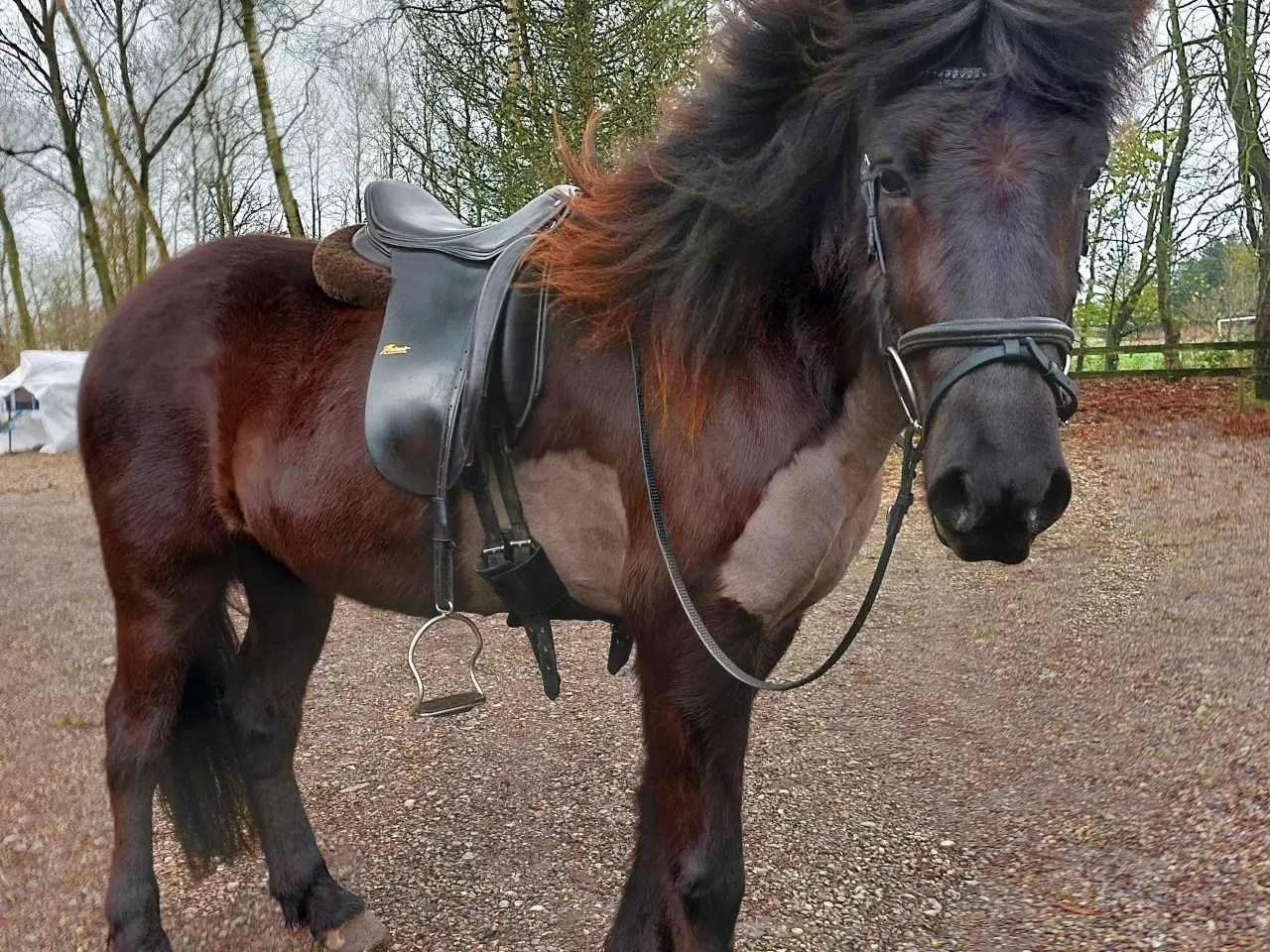 Billede 1 - Sadel til islænder