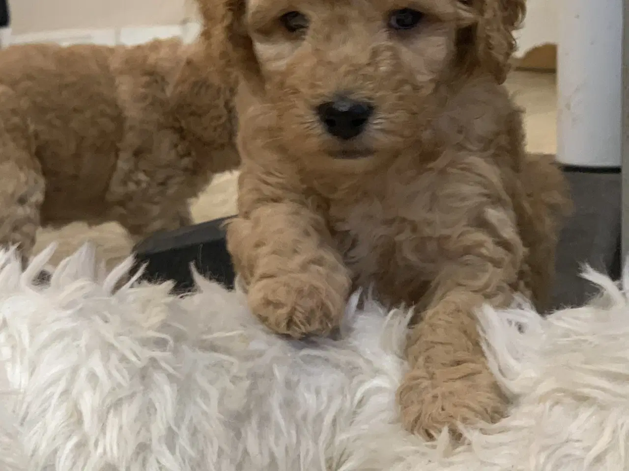 Billede 8 - De skønneste Golden Doodle F1B babyer
