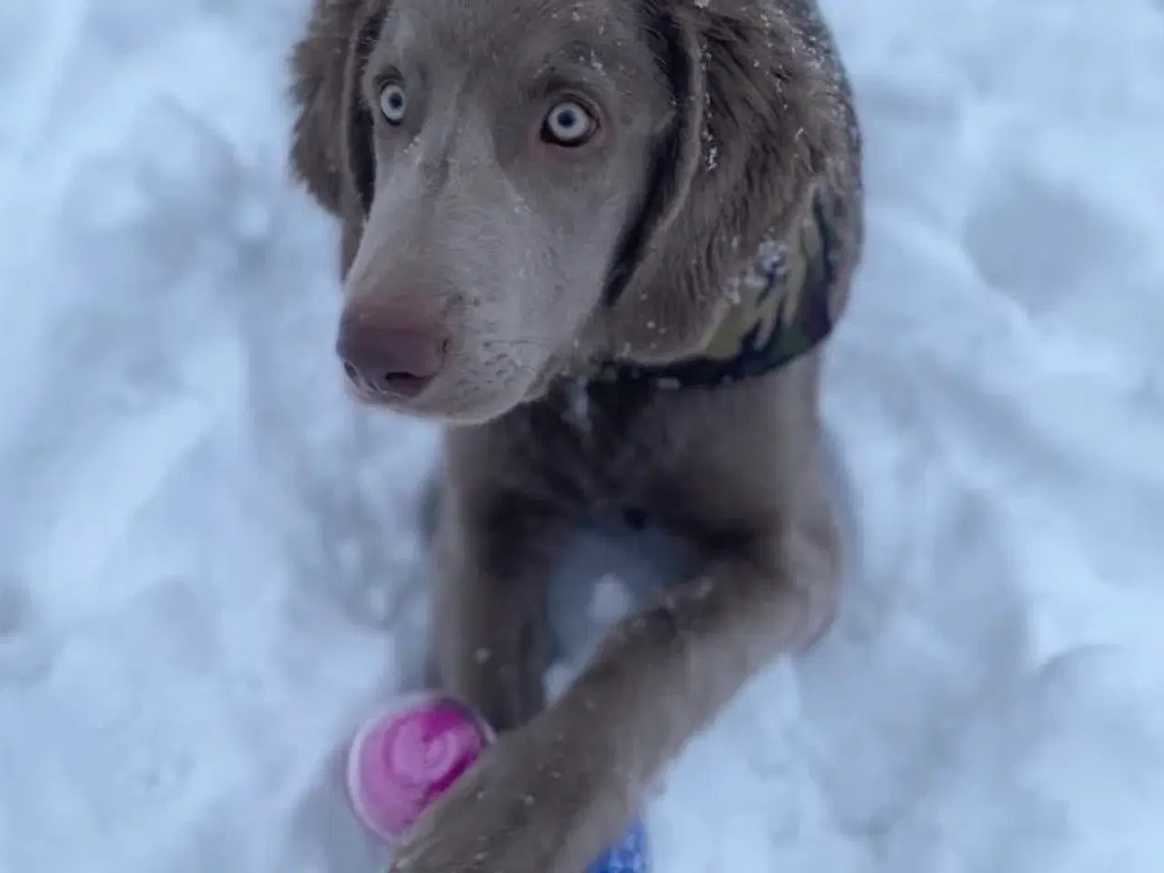 Billede 5 - Langhåret Weimaraner hvalpe