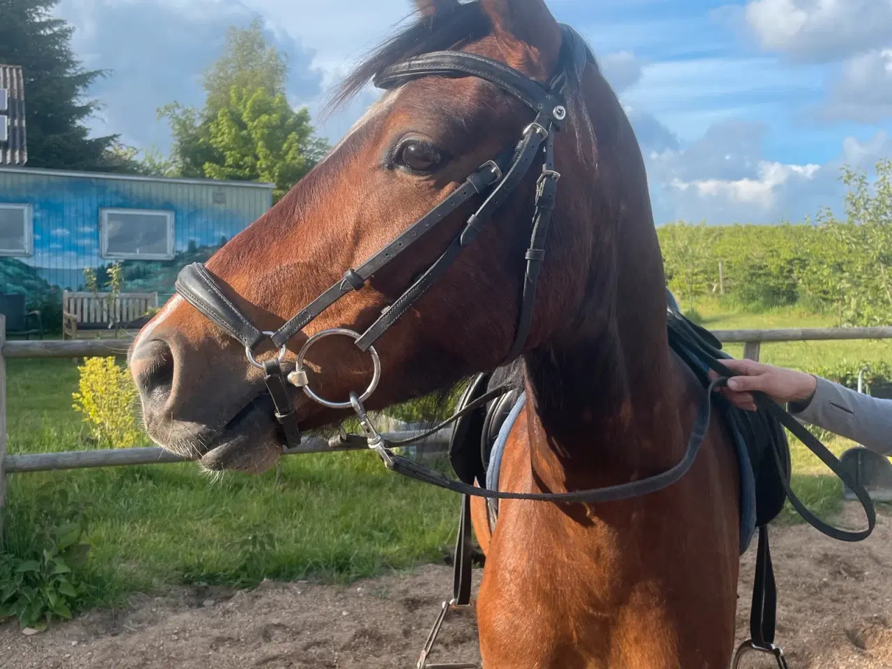 Billede 4 - Skøn Welshpony sælges