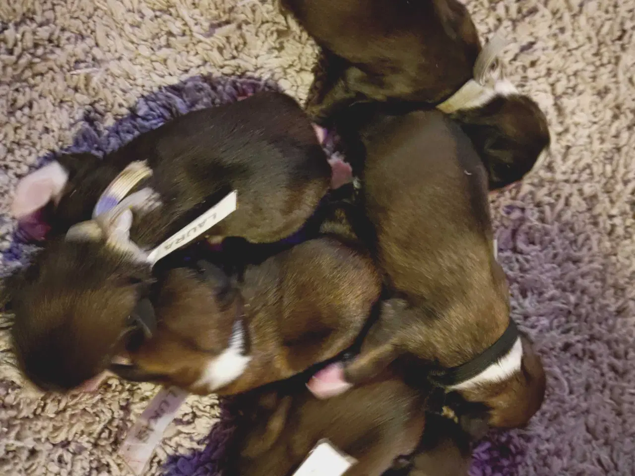 Billede 2 - Lhasa apso hvalpe med stambog