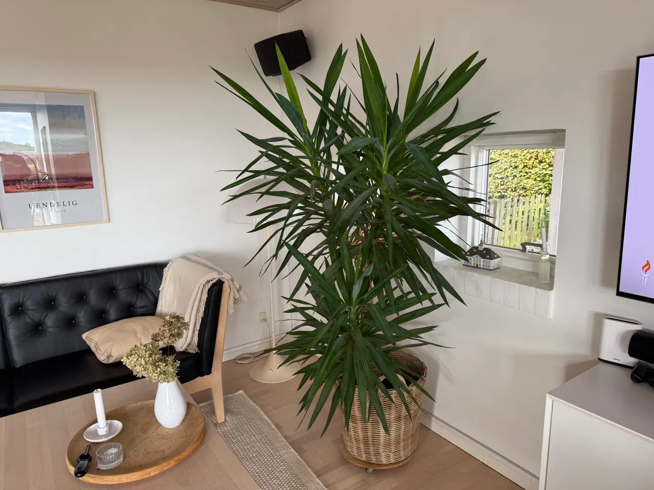 Billede 1 - Stor flot Yacca palme 