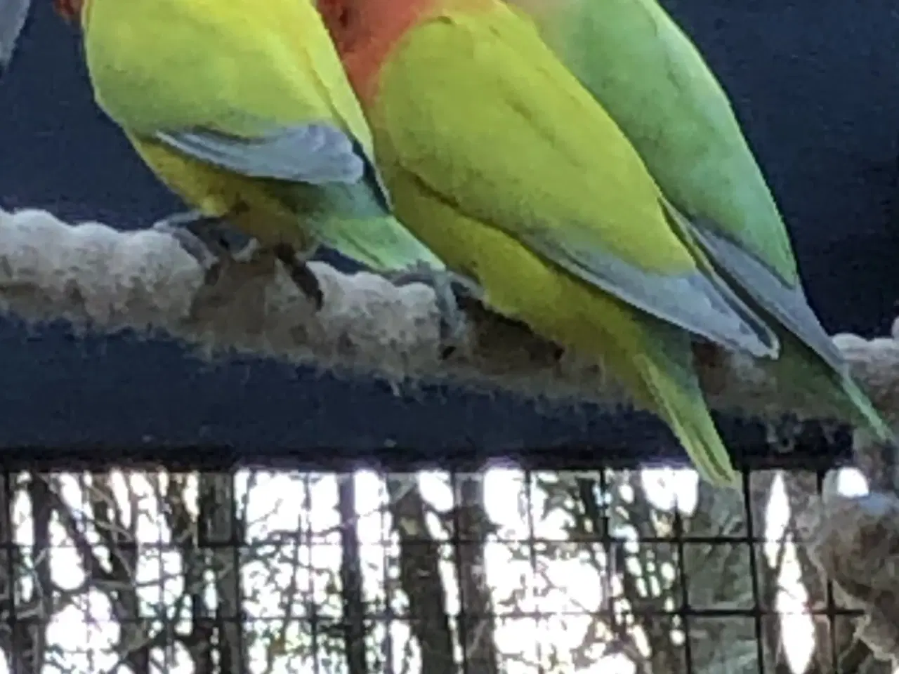 Billede 3 - Rødhovedet Dværgpapegøjer