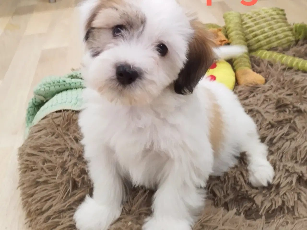 Billede 7 - Bichon Havanais hvalpe