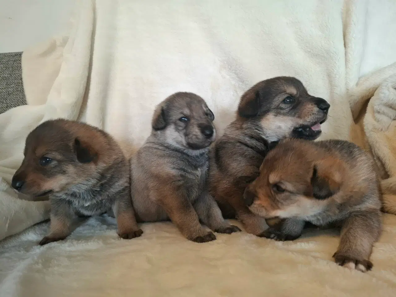 Billede 8 - Blandings Hvalpe 