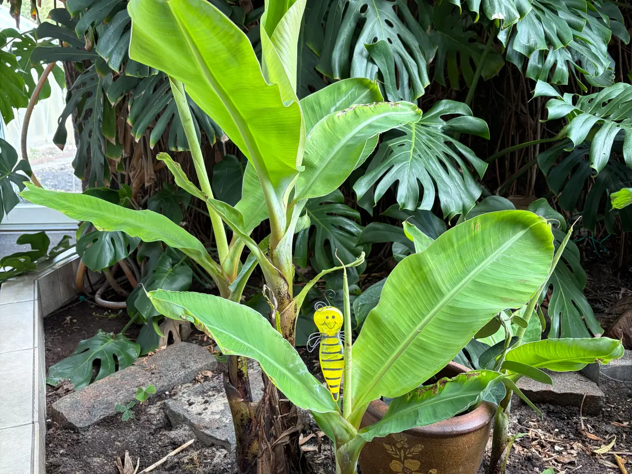 Billede 2 - 4 stk. flotte bananplanter/palmer