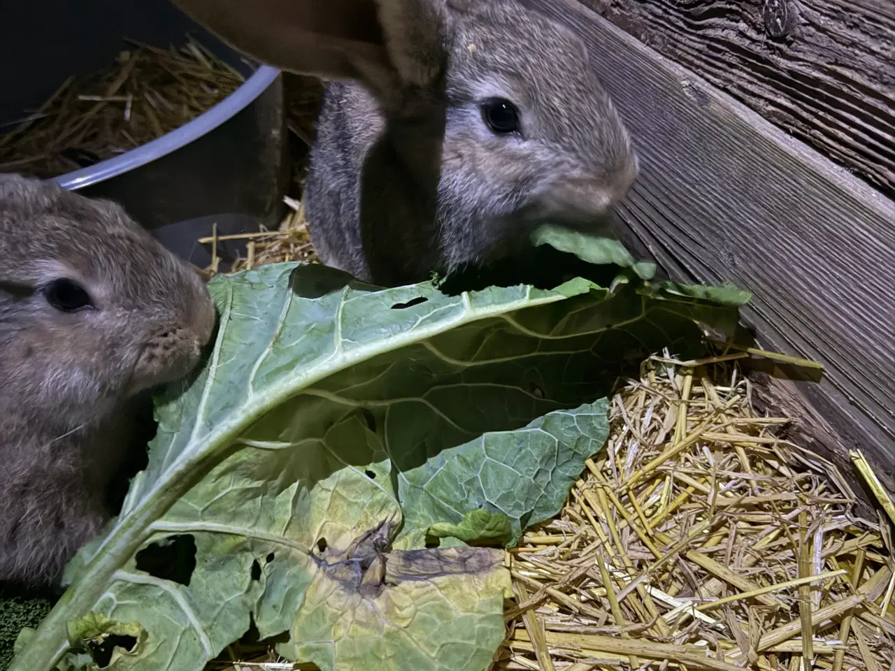 Billede 7 - Belgisk kæmper 