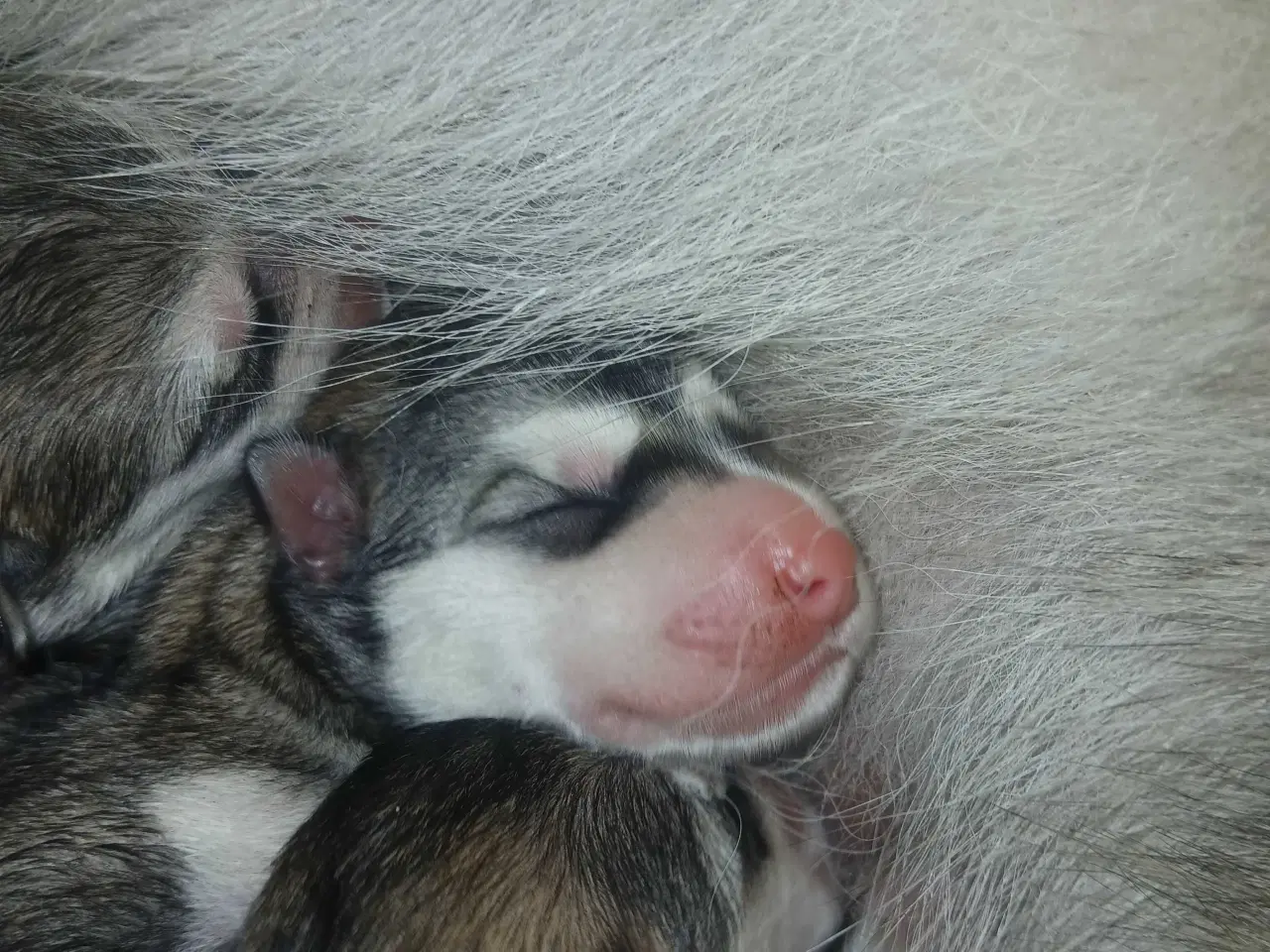 Billede 3 - Alaskan malamute hvalpe sælges