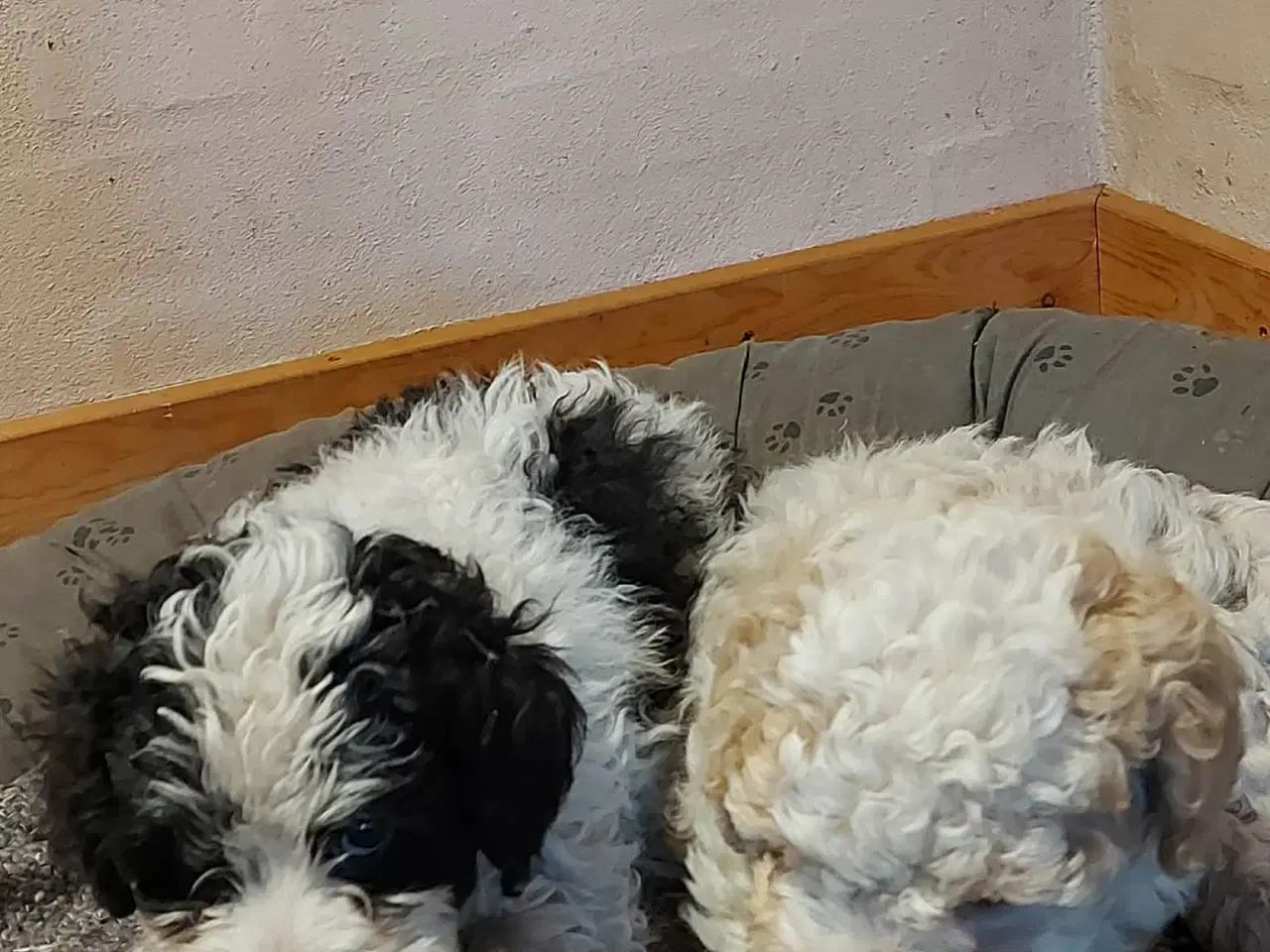 Billede 1 - Cavapoo f2 hvalpe