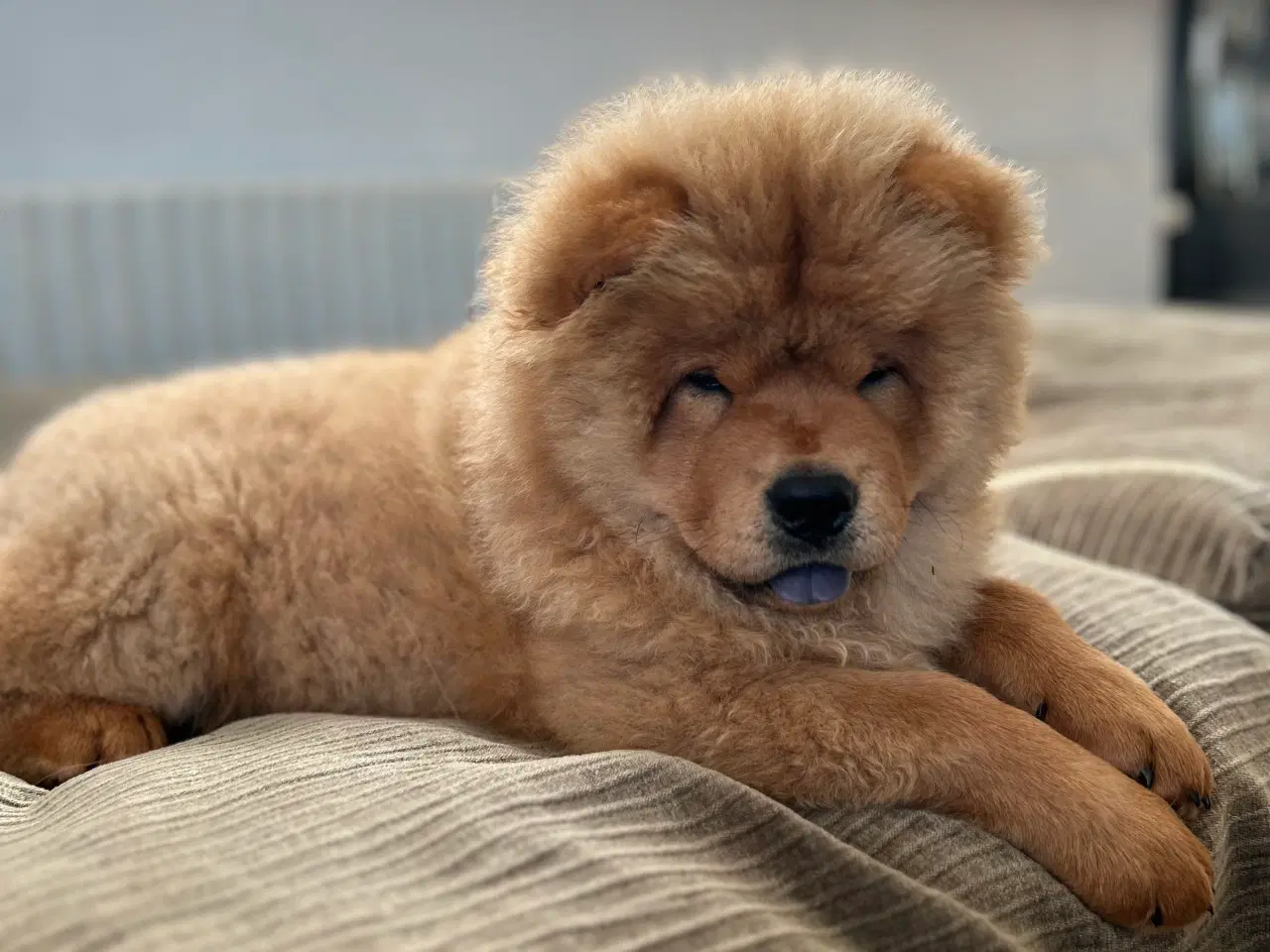 Billede 2 - Chowchow hund 