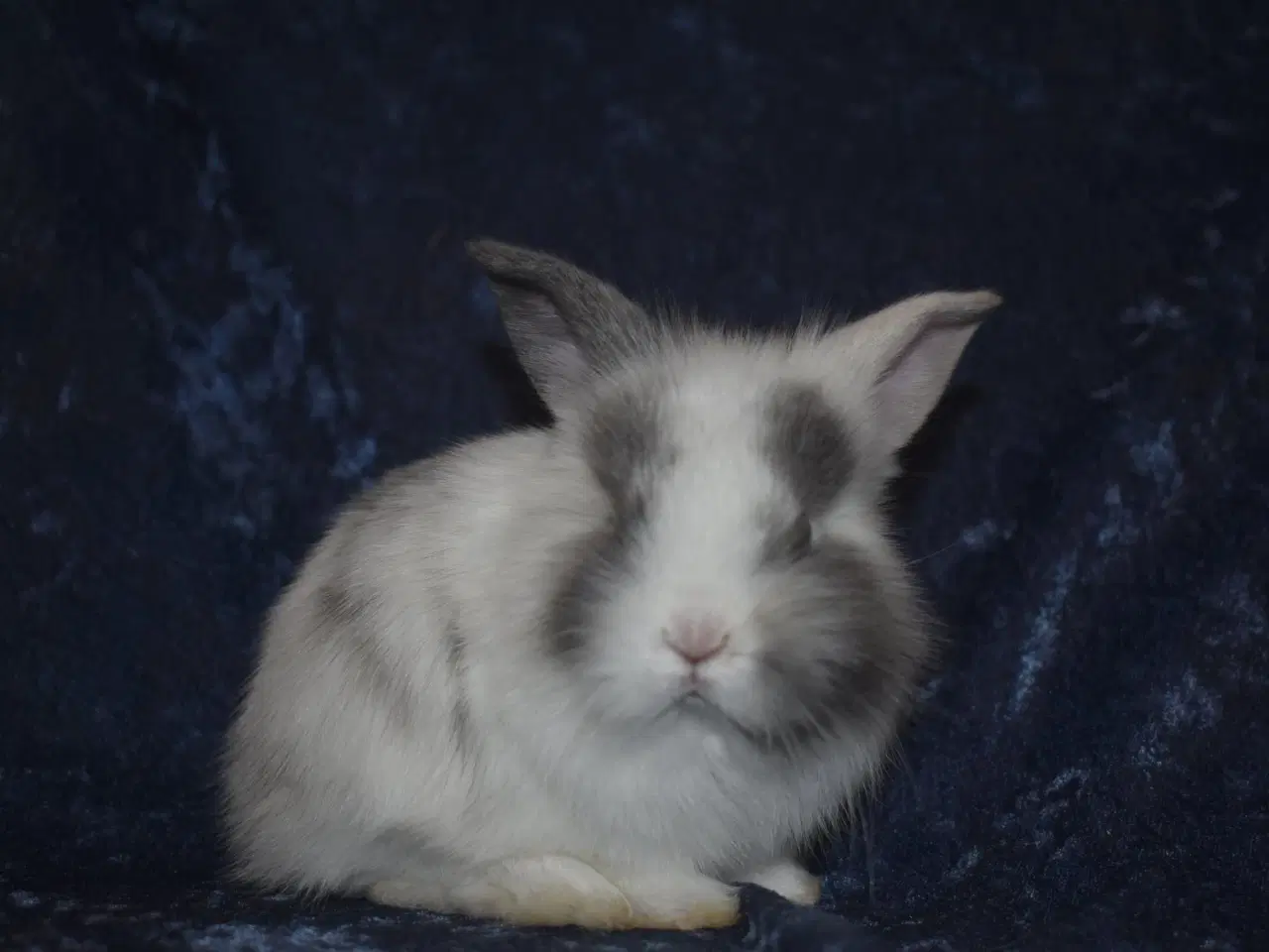 Billede 3 - Minilop/Teddy dreng 