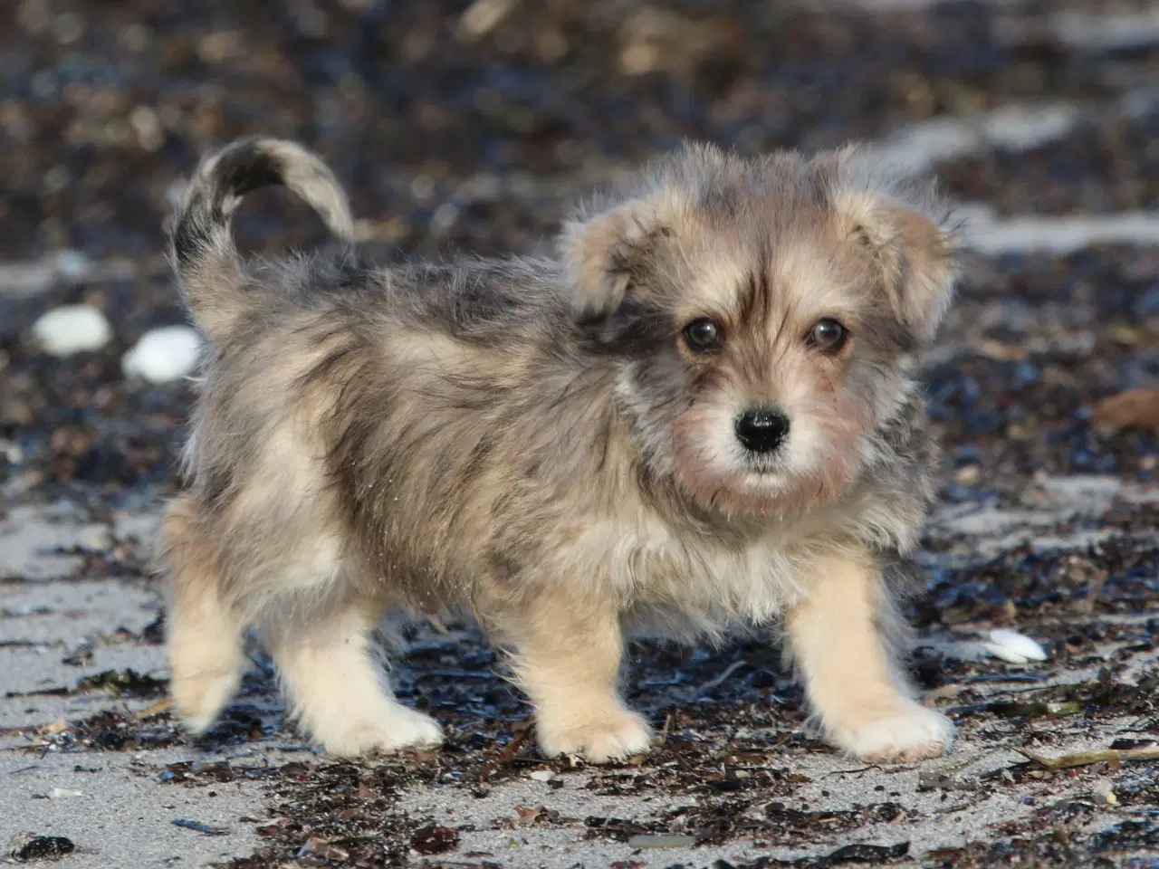 Billede 6 - Bichon havanais x cavalier king charles spaniel