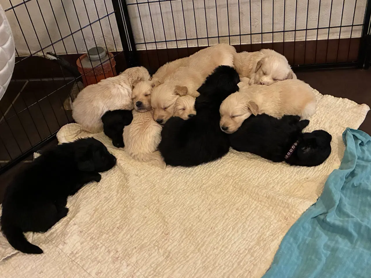 Billede 11 - Super skønne familiehunde