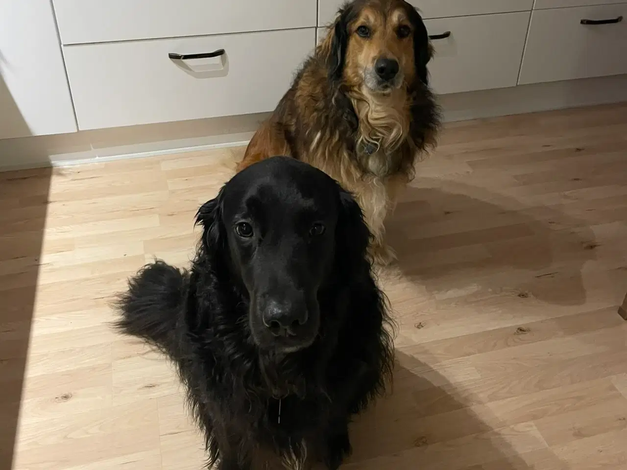 Billede 3 - Max & Murphy