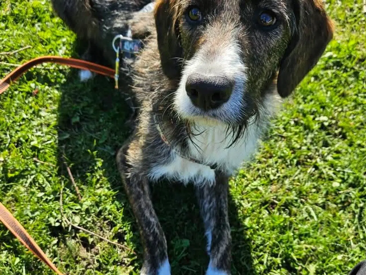 Billede 2 - Smukke Karla søger ny familie 🩷