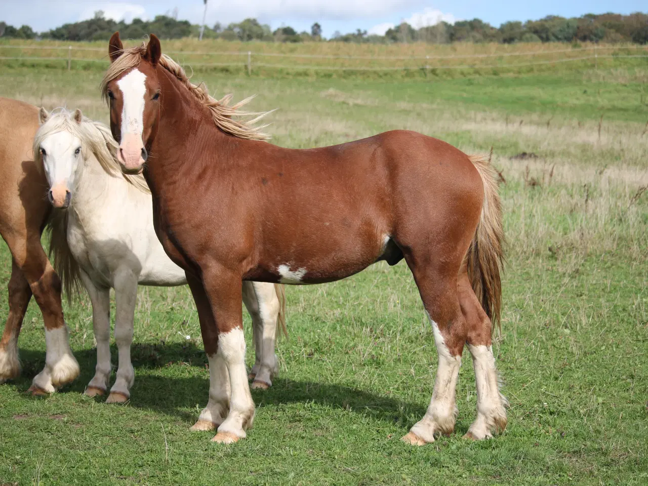 Billede 1 - Welsh sec C hingst 2år (Kat 2)