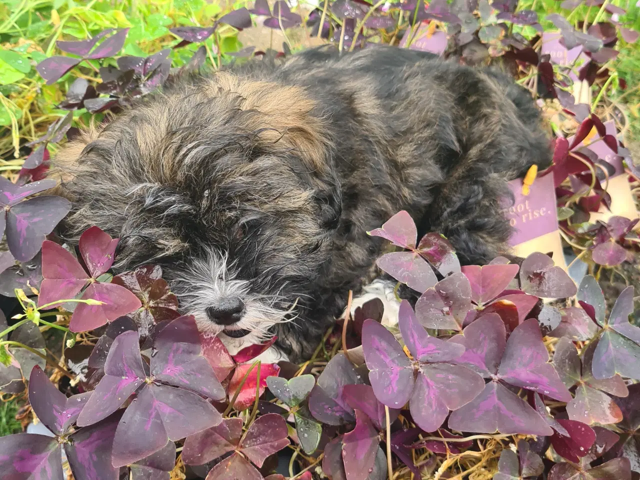 Billede 3 - Lhasa Apso hvalp med stambog