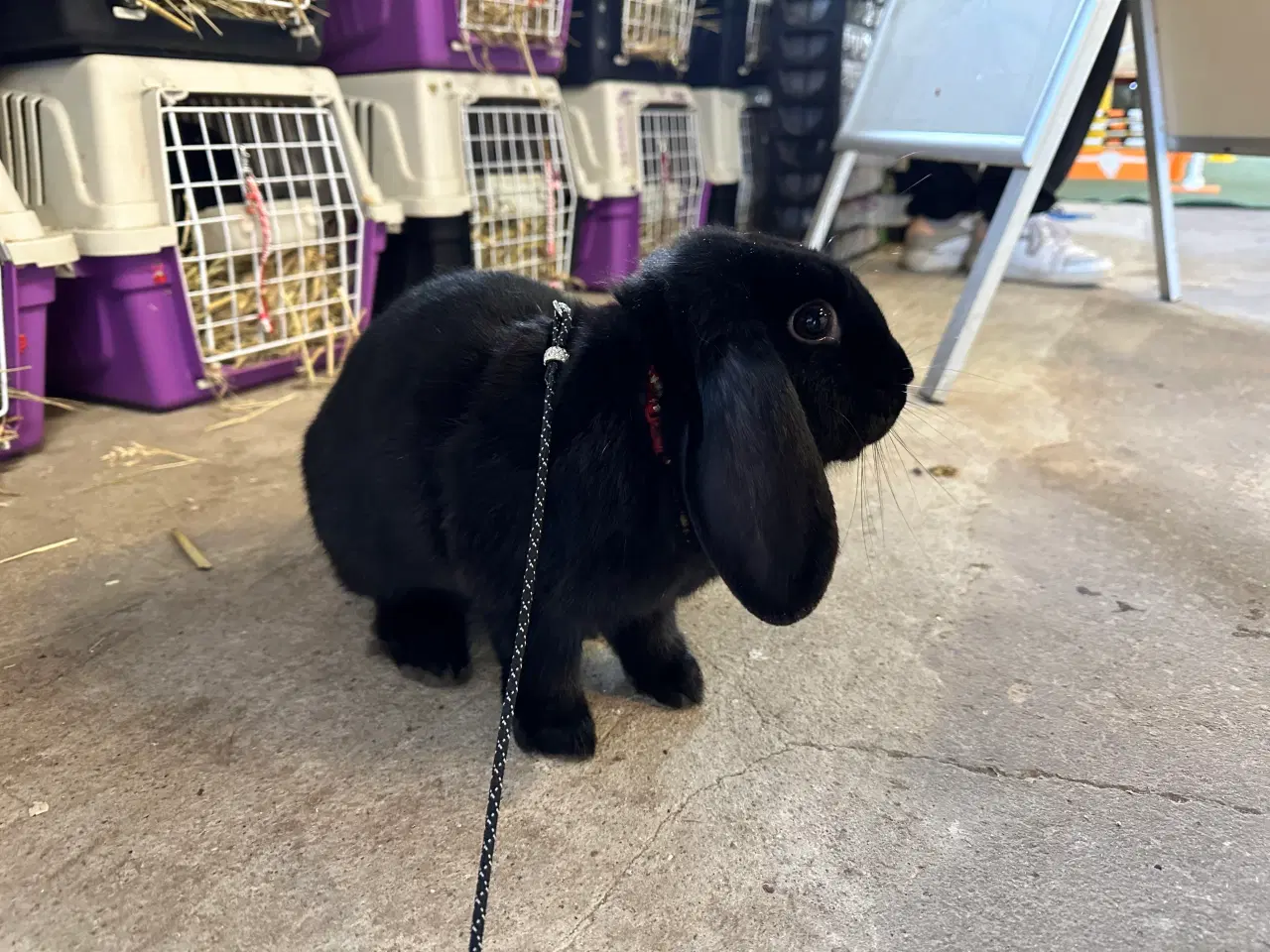 Billede 1 - Østrigsk Hopkanin / Kælekanin sælges