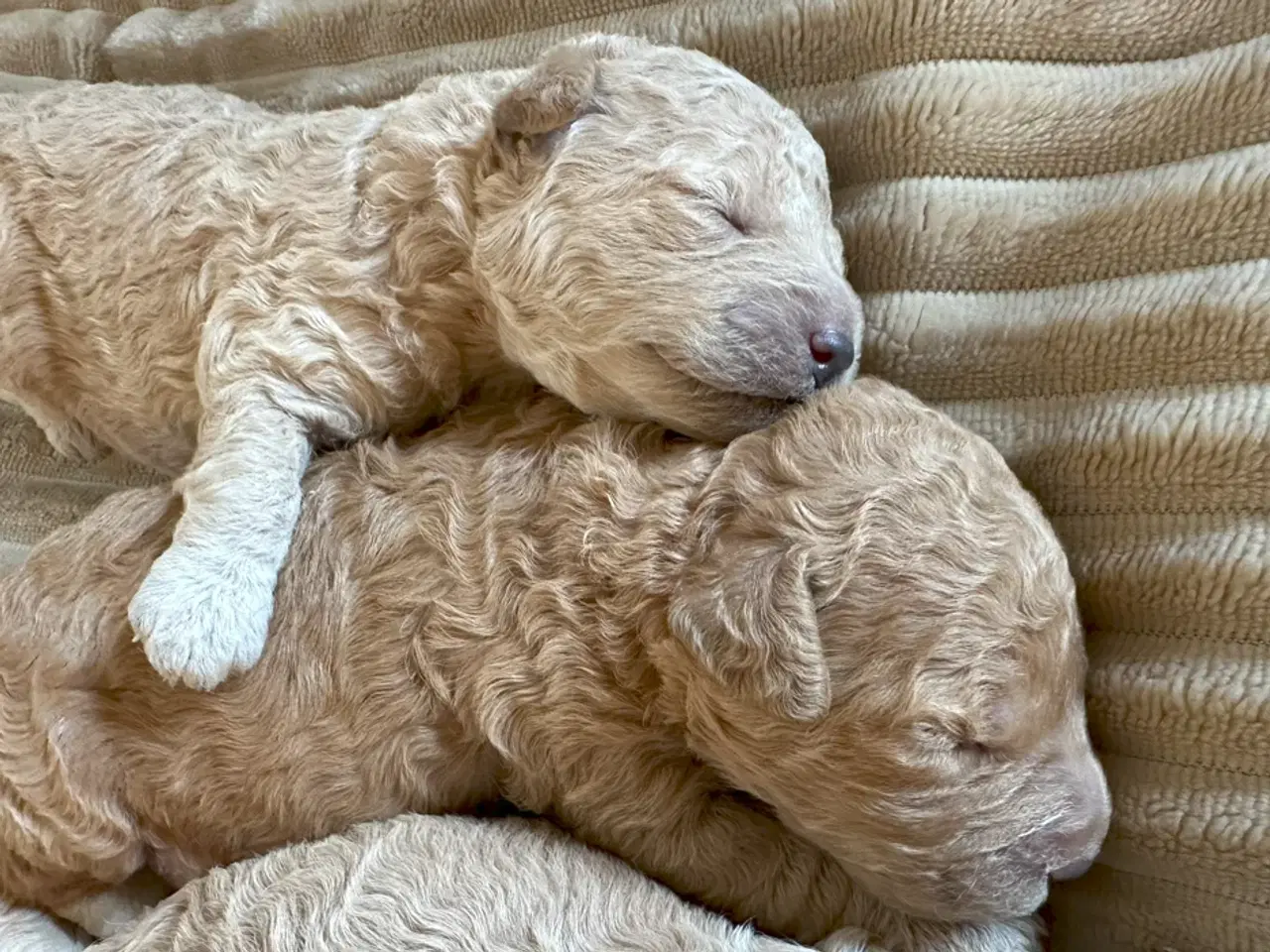 Billede 8 - 7 Skønne Golden Doodle hvalpe (F1B)