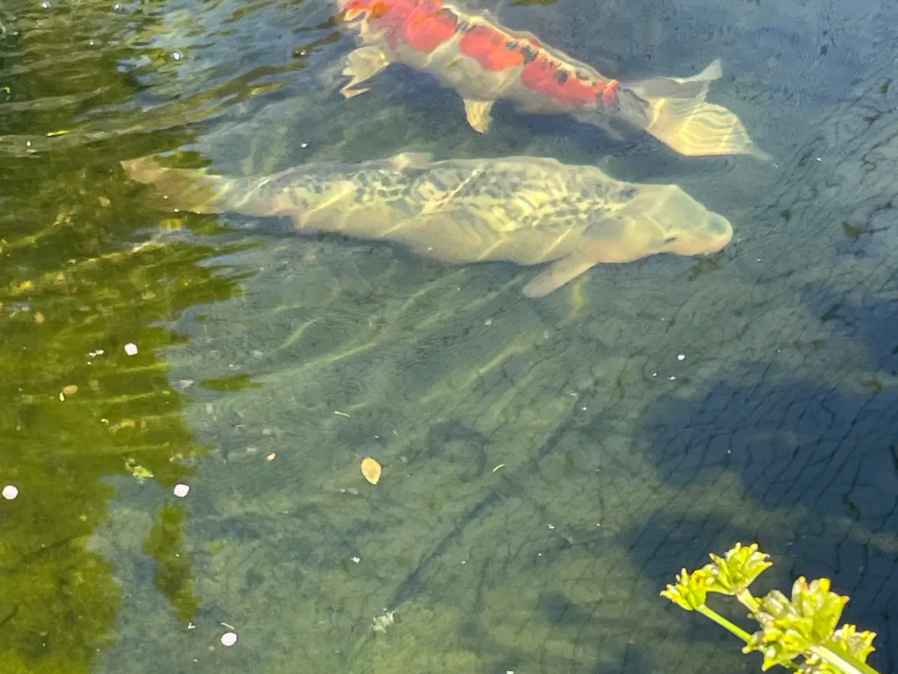 Billede 1 - Koi karper og guldfisk