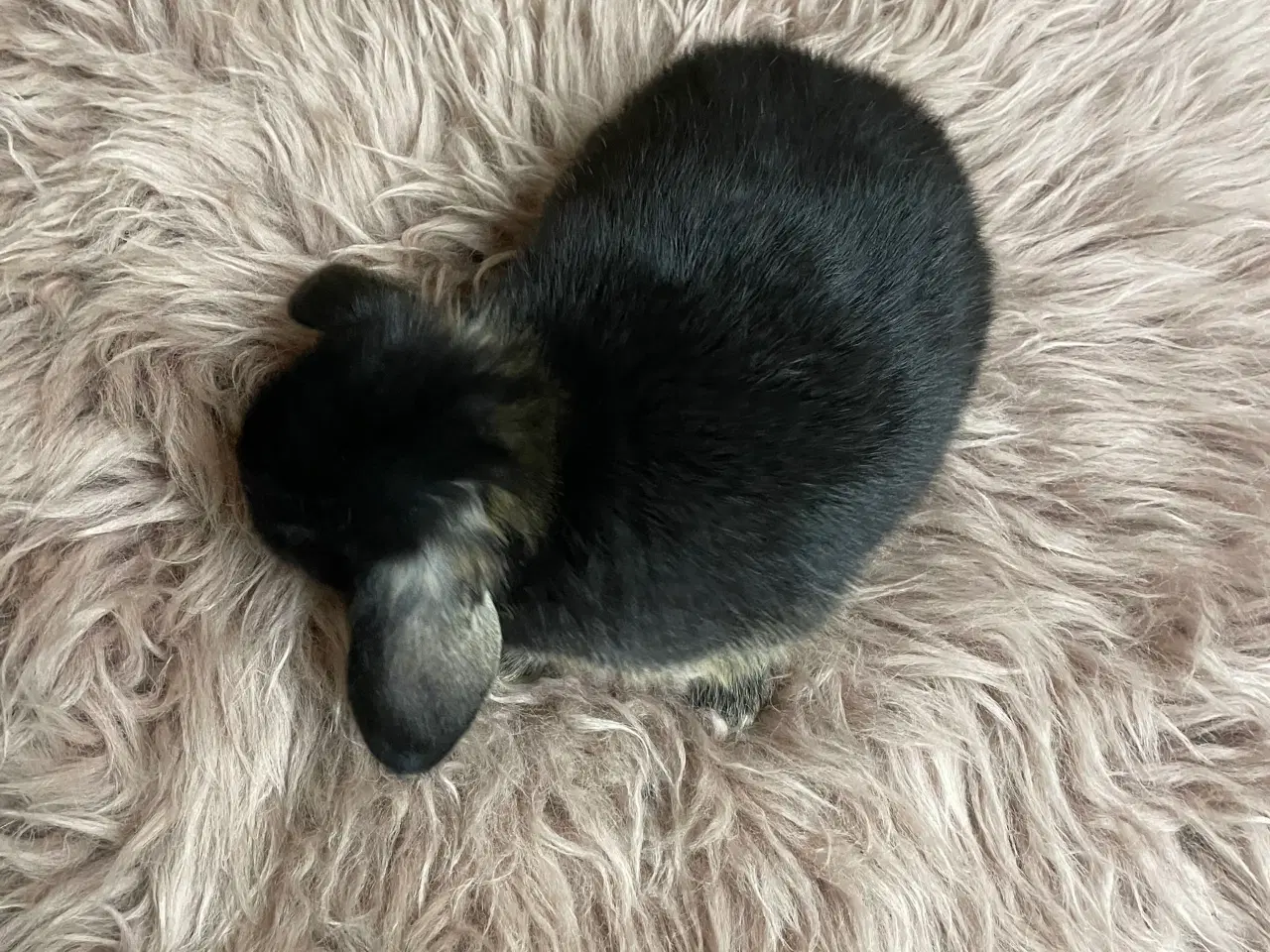 Billede 2 - Minilop unge klar 20/2 (dreng)