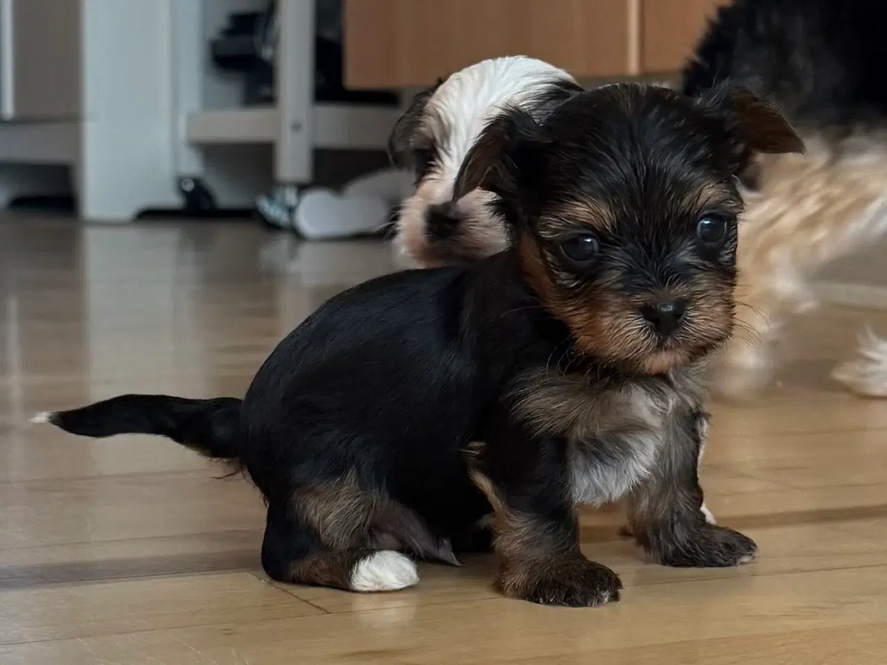 Billede 4 - Ekstra træning inkluderet – allergivenlige Morkie-