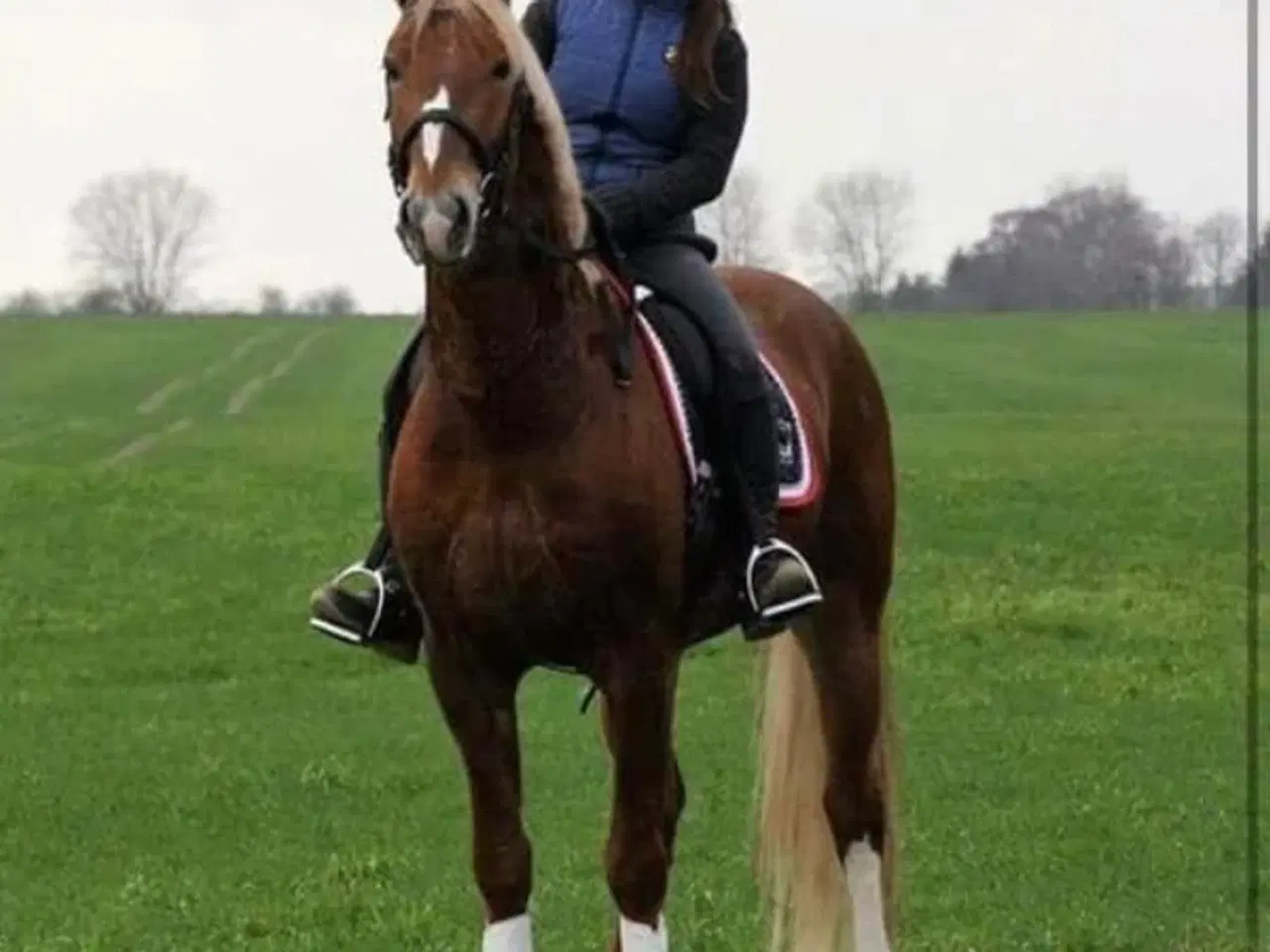 Billede 6 - Super lækker og charmerende føl (kan afdrages)