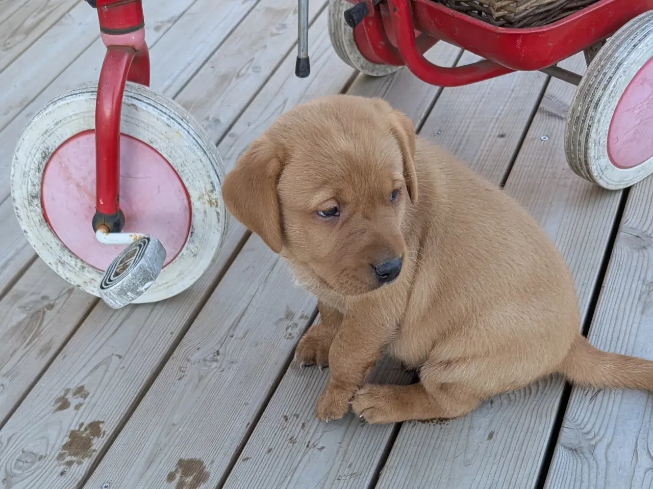 Billede 6 - Gl.dags labrador hvalpe 