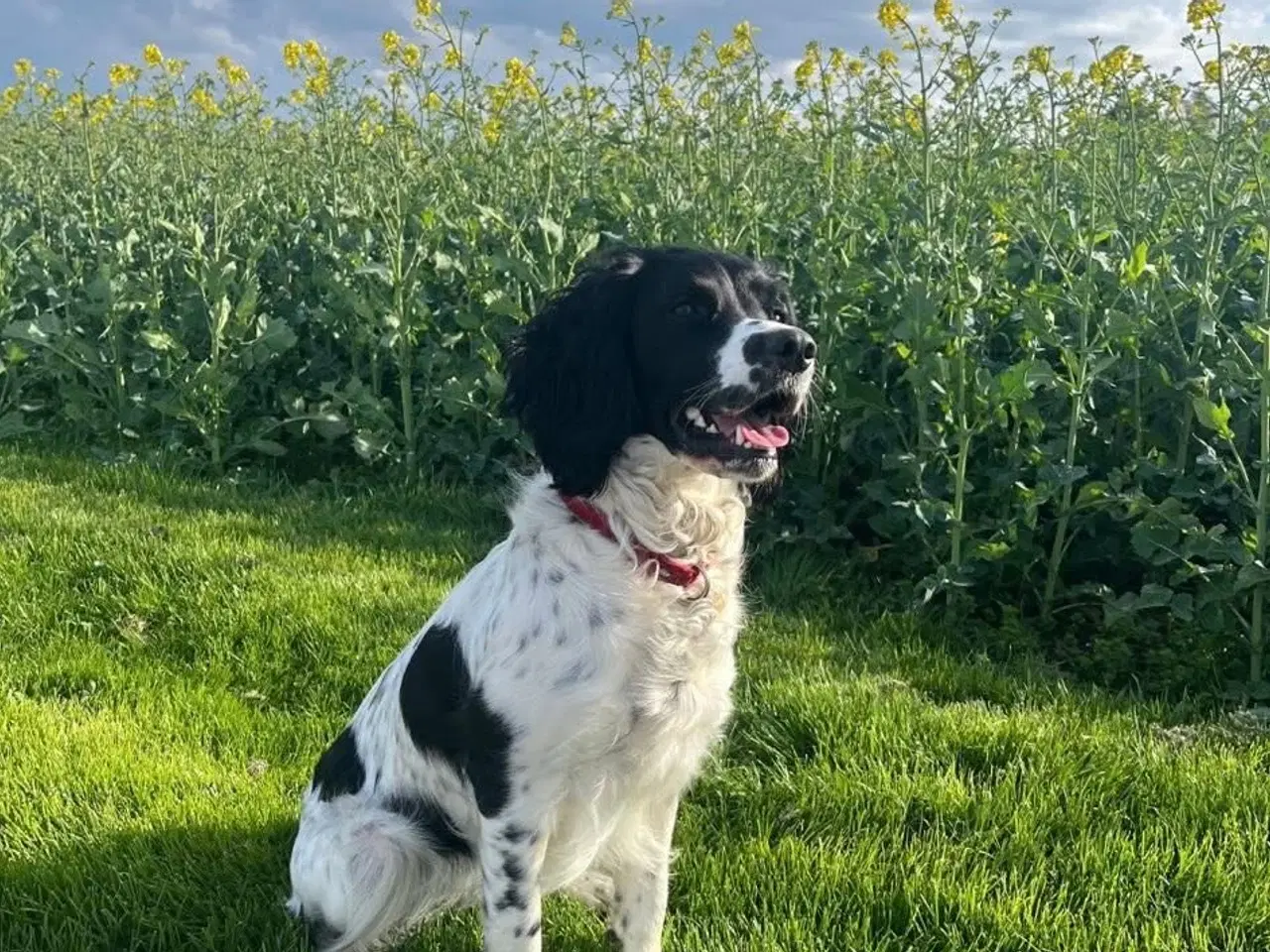 Billede 9 - FT Springer Spaniel med stamtavle 