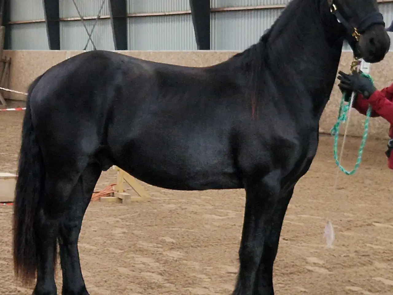 Billede 2 - Smuk barok pinto 